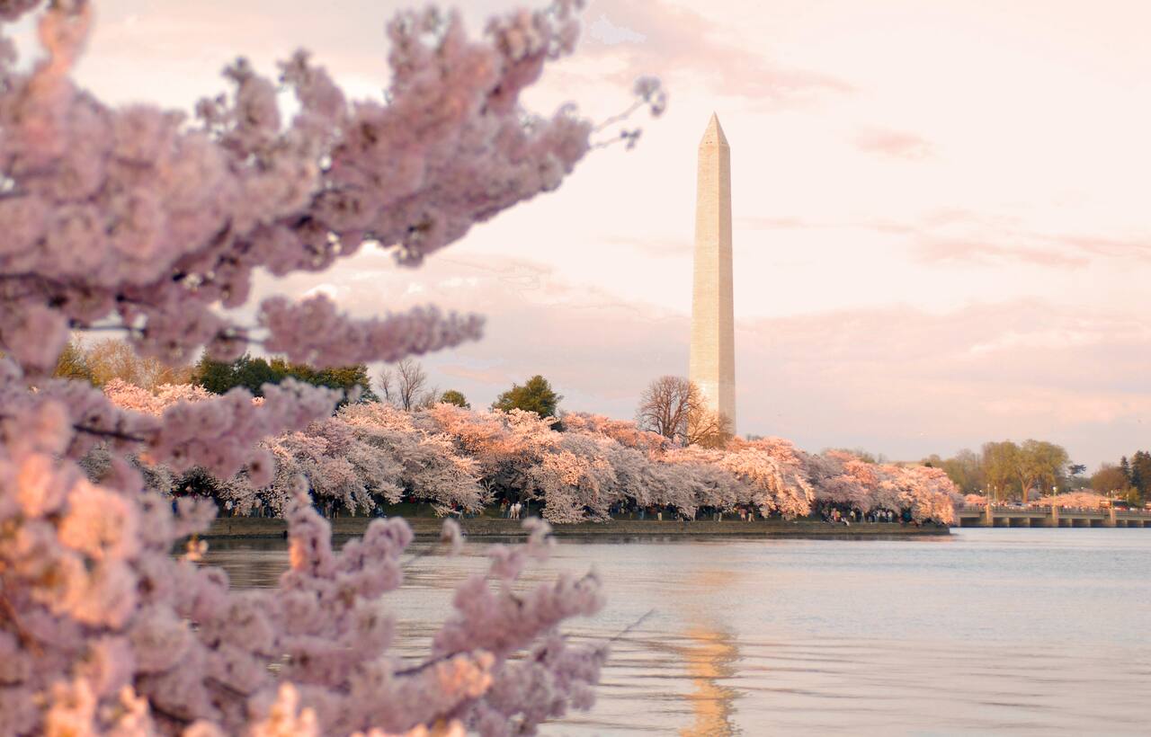 Washington DC Cherry Blossom Festival