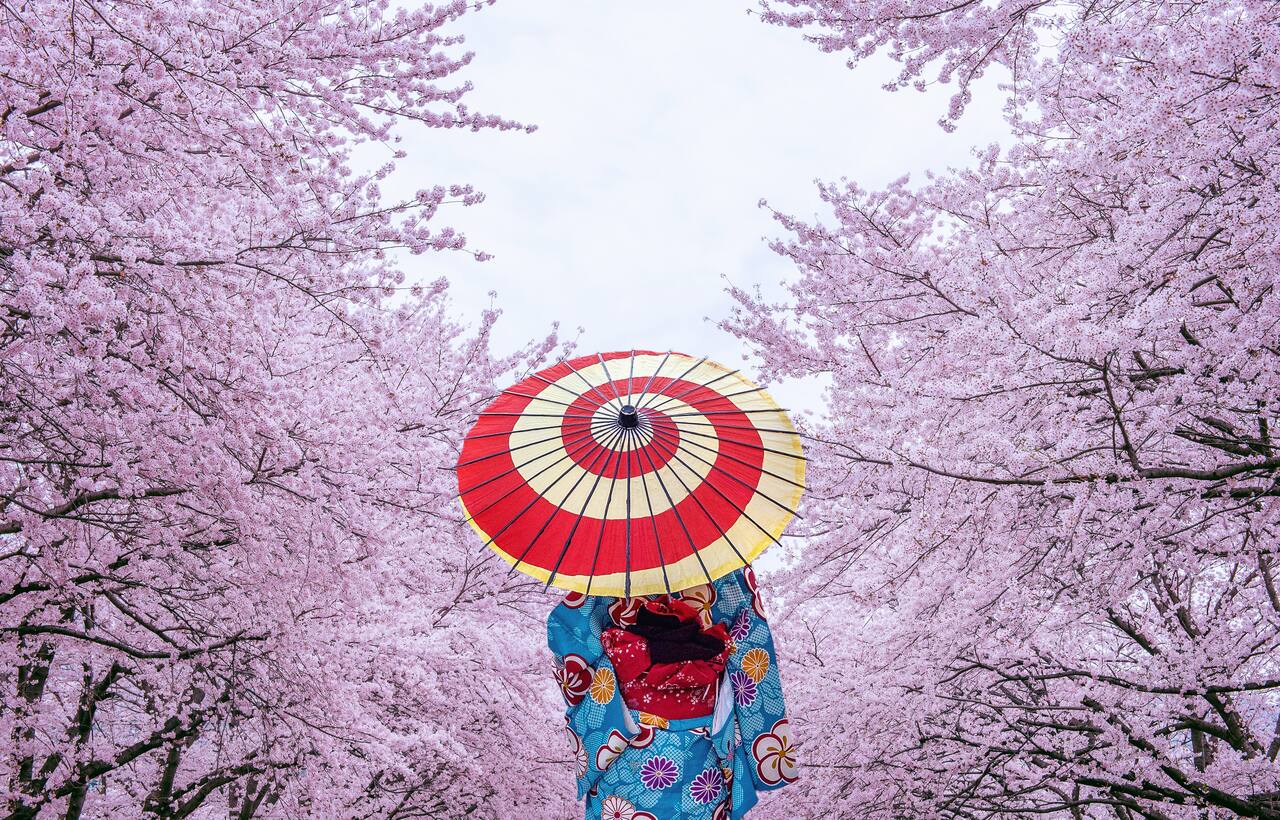 What does Sakura mean in Japan?